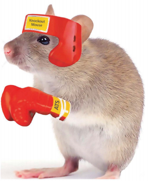 制作相应的动物敲除模型