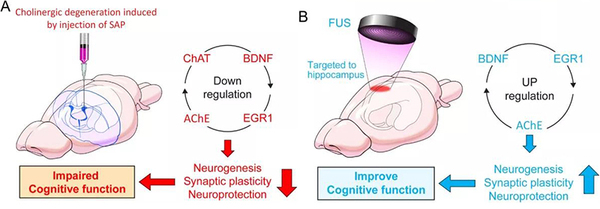 192-IgG-SAP能特异性地靶向并消除大鼠海马中LNGFR(p75NTR)阳性细胞
