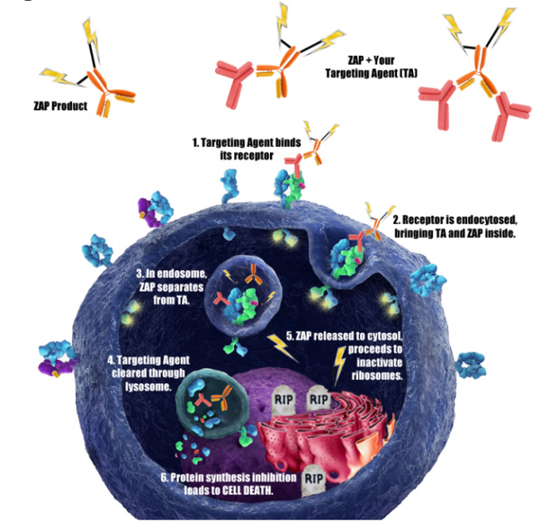 二级偶联毒素的作用原理